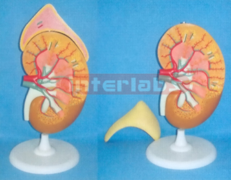 SUPER KIDNEY ANATOMICAL ENLARGED MODEL (3 PCS)